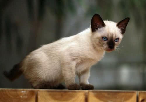 如何让猫咪更快地接受新房子