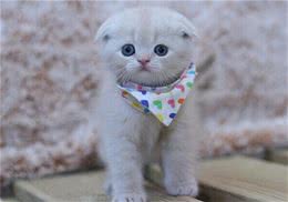 猫咪发出的声音所代表的意思