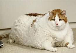 不要让你的猫咪变成肉球