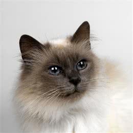 猫疫苗都预防什么病