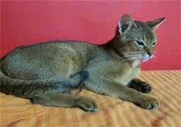 阿比西尼亚猫应该吃什么？