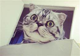 猫咪胡须的作用