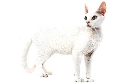 德文卷毛猫的养护需要注意哪几点