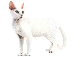 德文卷毛猫的养护需要注意哪几点