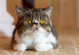 异国短毛猫去哪里买比较合适？