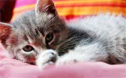胆小猫咪怎样训练与人亲近