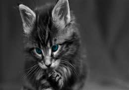 关于沙特尔猫的饲养和护理