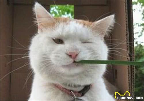 抽烟也会伤害家里的猫
