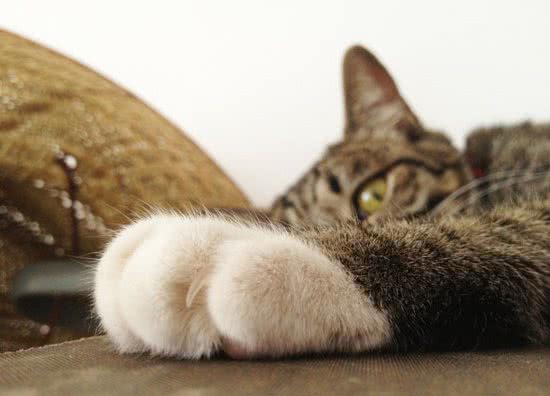 猫咪为什么喜欢磨爪