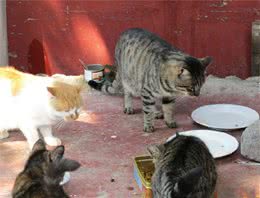 饲喂人类剩饭对猫的危害