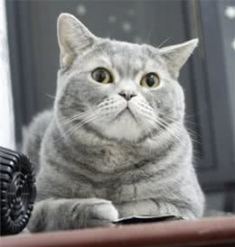 猫咪为啥不爱让你抱
