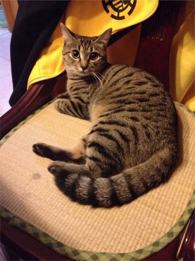 猫奴必须关注的几件事之半夜猫叫