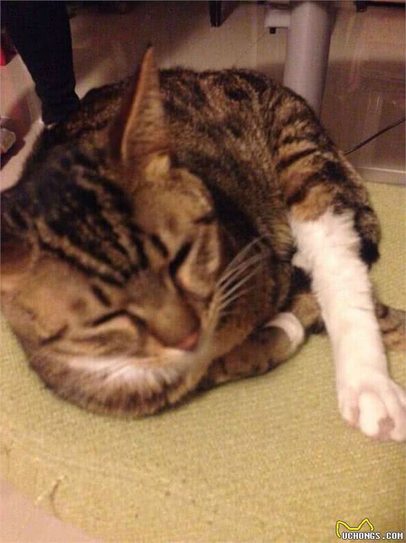 猫奴必须关注的几件事之半夜猫叫