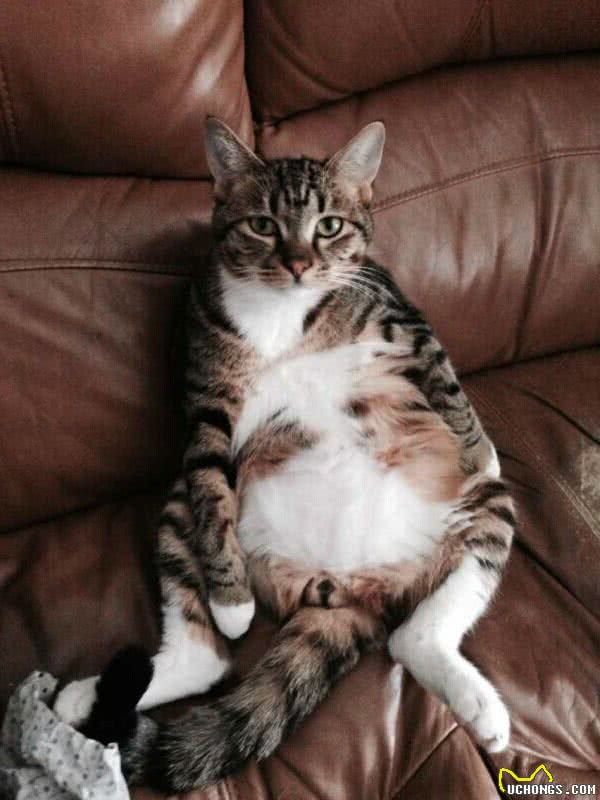 猫奴必须关注的几件事之半夜猫叫