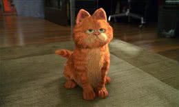 加菲猫属于哪种品种