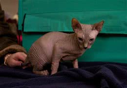 高龄猫咪该如何饲养