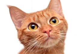 猫咪四个行为分析