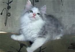 梳理长毛猫被毛的步骤
