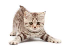 让猫猫学会听话