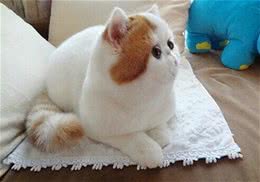 关于猫咪四大性格的分类