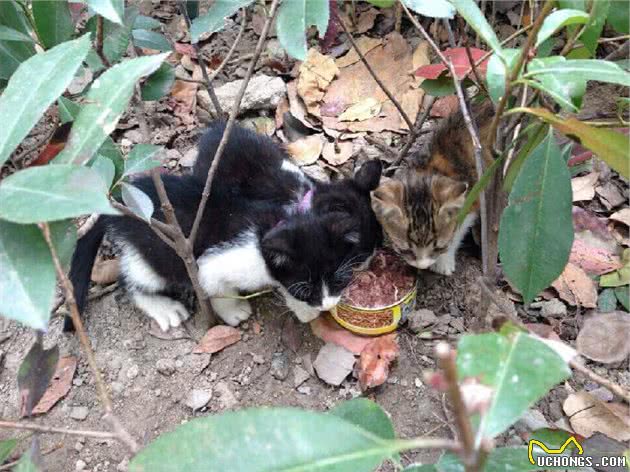 猫奴必须关注的几件事之新来的猫咪不吃猫粮