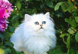 波斯猫流泪不一定是眼部患病