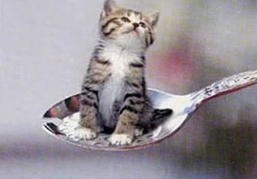 猫咪中的几大“最”