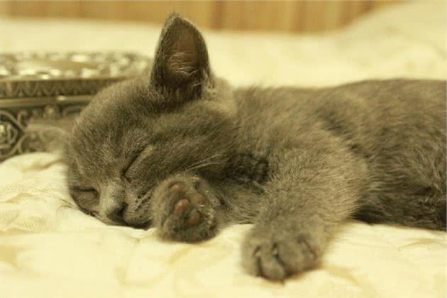 猫咪表达爱的十种方式