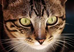 如何训练猫咪衔物