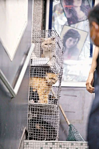香港57只猫狗锁挤在铁笼中被虐