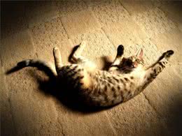 训练猫的理论基础