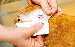 猫咪清洁你忽略了哪些地方？