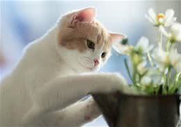 简单易做的自制猫帐篷