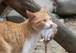 论老鼠对猫的危害