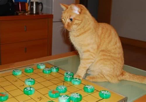 【测试】猫咪智商小测试