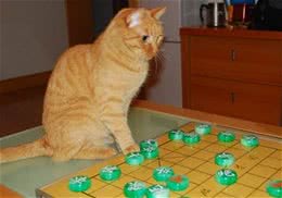 猫咪智商小测试