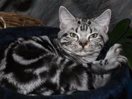 猫咪的消化系统有什么特点