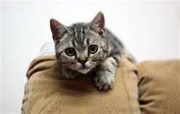 教你如何自制猫爬架
