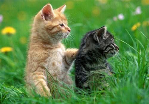 猫咪家庭意外事故之骨折