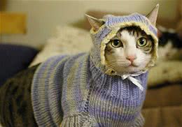 冬天了，猫咪美容打扮有讲究