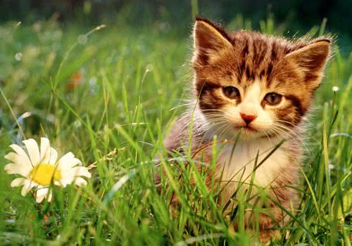 猫咪为什么那么喜欢电子设备？