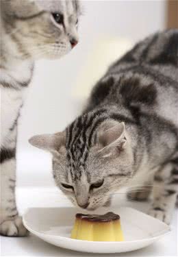 猫咪可以吃蛋糕吗