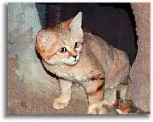 关于荒漠猫的基本常识