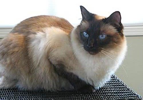 巴厘猫起源于美国？
