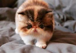 波斯猫的毛色有哪些？