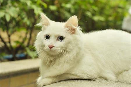 山东狮子猫的详细资料