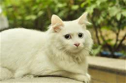 山东狮子猫的详细资料