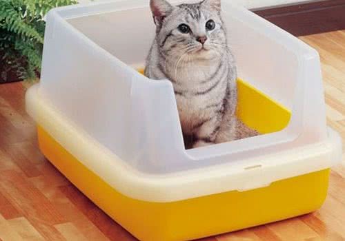 猫砂盆怎么训练猫咪使用？