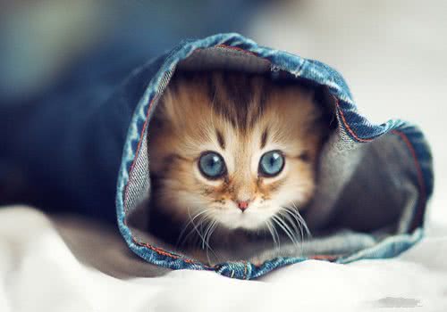 猫咪缺钙的原因及治疗