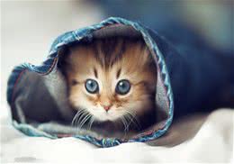 猫咪缺钙的原因及治疗